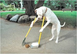 Dog-scooping-poop