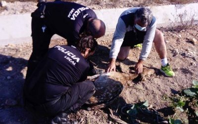 Rescatan una hembra de gamo que había caído en el azarbe de ‘La Culebrina’ de San Fulgencio